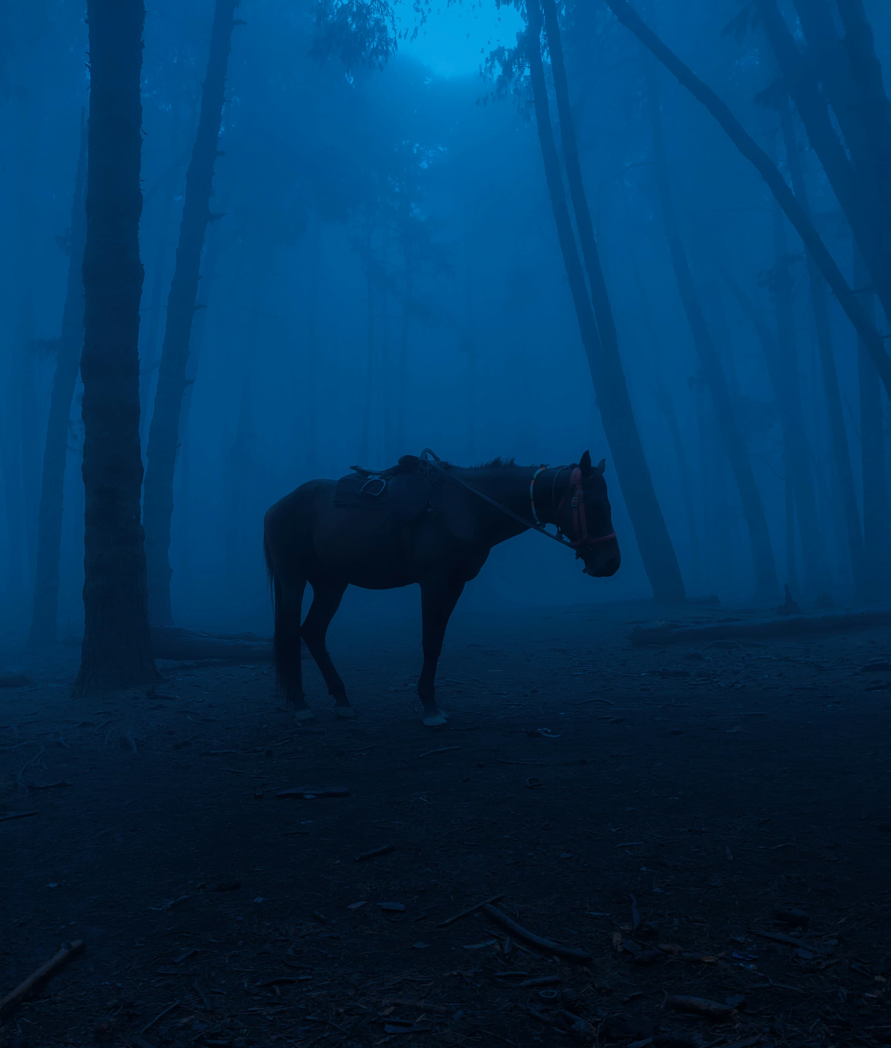 Professional Editing & Creative Post-Production